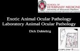 Exotic Animal Ocular Pathology Laboratory Animal Ocular ......Exotic Animal Ocular Pathology Laboratory Animal Ocular Pathology Dick Dubielzig. Vertebrate Evolution. Shark & Ray Eyes