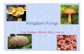 Kingdom Fungi...5. Phylum Oomycota (Protist like Fungi) • Examples: water molds • Commonly form a white fuzz on aquarium fish or on organic matter sitting in water. • Sometimes