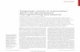 Epigenetic events in mammalian germ-cell development ...somosbacteriasyvirus.com/mammalian.pdf · In post-implantation mammalian embryos, a popula-tion of pluripotent cells in the
