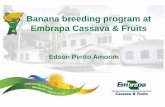 Banana breeding program at Embrapa Cassava & Fruits · Bahia State Santa Catarina State Rio Grande do Sul State São Paulo State . Main problems • Black Sigatoka: dispersion in