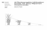 A photographic utilization guide for key riparian graminoidsA Photographic Utilization Guide for Key Riparian Graminoids John W. Kinney Warren P. Clary. Intermountain Research Station