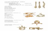 COLUMNA VERTEBRALIS (chrbtica) · articulatio sacroiliaca pelvis major pelvis minor os ilium corpus ossi ilii ala ossis ilii ... TIBIA (píšťala)-proxim. koniec condylus medialis