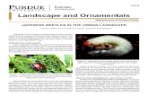 Landscape and Ornamentals - Purdue UniversityJAPANESE BEETLES IN THE URBAN LANDSCAPE Douglas Richmond and Clifford S. Sadof, Extension Entomologists Infestations of the Japanese beetle