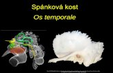 Spánková kost Os temporale · Os temporale. Neurocranium ... Processus mastoideus / Soscovitý výběžek Sulcus sinus sigmoidei Sulcus arteriae occipitalis Foramen mastoideum.