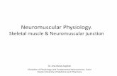 Neuromuscular Physiology. 4 Nervous System...Neuromuscular Physiology. Skeletal muscle & Neuromuscular junction Dr. Ana-Maria Zagrean Discipline of Physiology and Fundamental Neuroscience,