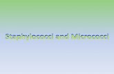 Staphylococci and Micrococci - KSU Facultyfac.ksu.edu.sa/sites/default/files/lec_3_staphylococci_and_micrococci.pdf · •Gram stain observation •Inoculation of media Culture •Pure