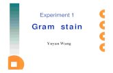 Gram stain - Fudan Universityfdjpkc.fudan.edu.cn/_upload/article/files/de/01/4e502ce...Gram stain 1. Cover the smear with for 2. Briefly wash off the stain. Drain off excess water.