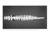 Vertebral column ofAlligator mississippiensis SMM Z69.26 ... · the category "osteomyelitis" is used. "Spondyloarthropathy" indicates lesions characterized by ero sion of articular