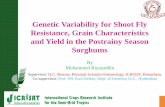 Genetic Variability for Shoot Fly Resistance, Grain ...ksiconnect.icrisat.org/wp-content/uploads/2015/06/18052015-r.pdf · Genetic Variability for Shoot Fly Resistance, Grain Characteristics