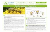 PLANT LESSON PLAANT ENLTSORALIGBU...BY UICE PLUS+ Pollination: Terms and Definitions • pollination –pollen grains on the anther of the stamen land on the stigma of the pistil •