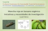TASTE Technical Assistance for Sustainable Trade ...banana-networks.org/musalac/files/2015/06/ManchaRoja_TASTE_mayo_2013_MUSALAC.pdfTASTE Technical Assistance for Sustainable Trade