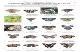 Mariposas de Colombia 1 - Field Museum of Natural History · 2019-06-11 · 19 Adelpha alala VD 20 Adelpha alala VV Papilionoidea - Nymphalidae Papilionoidea - Nymphalidae Papilionoidea