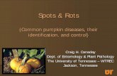 (Common pumpkin diseases, their identification, and control)vegetables.tennessee.edu/pdfs/SpotsAndRots.pdf · (Common pumpkin diseases, their identification, and control) Powdery