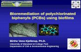 Bioremediation of Polychlorinated Biphenyls (PCBs) …...Why are PCBs of concern? • Bioaccumulates and biomagnifies in the food chain • Present in lipophilic tissue, blood and
