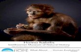 (01) H. habilis | The Smithsonian Institution's Human ......John Napier declared these fossils a new species, and called them Homo habilis (meaning 'handy man'), because they suspected