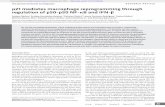 p21 mediates macrophage reprogramming through regulation ...digital.csic.es/bitstream/10261/146513/1/p21 mediates macrophage... · Gorjana Rackov,1 Enrique Hernández-Jiménez,2 Rahman