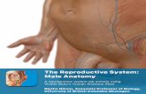 PRE-LAB EXERCISES Manuals/lab... · Use the following modules in Visible Body’s Human Anatomy Atlas app to guide your exploration of the reproductive system. You can manipulate