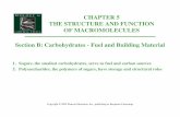 CHAPTER 5 THE STRUCTURE AND FUNCTION OF MACROMOLECULES Section B: Carbohydrates …lhsteacher.lexingtonma.org/Pohlman/05B-Carbohydrates.pdf · 2007-09-06 · CHAPTER 5 THE STRUCTURE