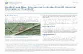 Azalea Lace Bug, Stephanitis pyrioides (Scott) (Insecta ...edis.ifas.ufl.edu/pdffiles/IN/ آ  Azalea