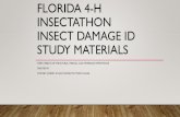 Florida 4-H Insectathon Insect Damage ID Study Materialsflorida4h.org/wp-content/uploads/2017/11/Station-2... · FLORIDA 4-H INSECTATHON INSECT DAMAGE ID STUDY MATERIALS TOPIC: INSECTS