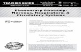 Elementary Anatomy: Nervous, Respiratory, & Circulatory ... · system, the electrifying nervous system, and the breathtaking respiratory system, with features that include instructional