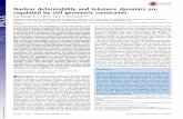 Nuclear deformability and telomere dynamics are regulated ... · Nuclear deformability and telomere dynamics are regulated by cell geometric constraints Ekta Makhijaa, D. S. Jokhuna,