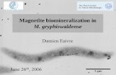 Magnetite biomineralization in M. gryphiswaldense · 2009-02-05 · 26 June 2006 Damien Faivre – Workshop on Complex Materials Genomic Island whole genome shotgun 482 kb WGS 50K