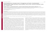 Functional molecular imaging of ILK-mediated Akt/PKB ... · Mariko Kimura1,2,*, Takashi Murakami2,*, Shinae Kizaka-Kondoh3, Masayuki Itoh4, Keiji Yamamoto1, Yukihiro Hojo 1, Makoto