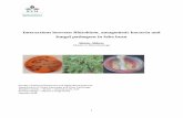 Interactions between Rhizobium, antagonistic bacteria and ...stud.epsilon.slu.se/6737/7/akhter_s_140428.pdf · Interactions between Rhizobium, antagonistic bacteria and fungal pathogens
