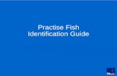 Practise Fish Identification Guide - Blue Venturesblueventures.org/wp-content/uploads/2015/07/Fish_ID_Training_Guide1.pdf · Fish Identification • During your time in Madagascar