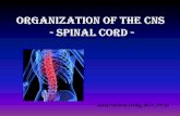 Ivana Pavlinac Dodig, M.D., Ph.D.neuron.mefst.hr/docs/katedre/neuroznanost/katedra... · Spinal cord is SMALL! 40‐45 cm long 1 cmwide at widest point Does not extend all the way