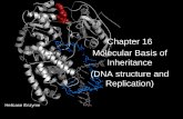 Chapter 16 Molecular Basis of Inheritance (DNA structure ... · Molecular Basis of Inheritance (DNA structure and Replication) Helicase Enzyme. What is the genetic material? DNA or