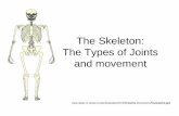 The Skeleton: The Types of Joints and movementTypes of Joints • Immovable or fixed joints (Fibrous) •These joints are held together by tough tissue which develops during childhood.