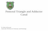 Femoral Triangle and Adductor Canal...The Femoral canal contains: 1-a plug of fat 2-a constant lymph node—the node of the femoral canal or Cloquet’s gland, and lymph vessels The