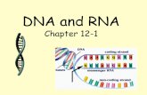 DNA and RNA Chapter 12-1mgaughan-biology.weebly.com/uploads/1/1/0/3/110365537/chap_12_dnaand... · Duplicating DNA Before a cell divides, it duplicates its DNA in a copying process