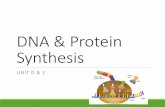 DNA & Protein Synthesis · Chapter 12.1 –12.3 –Bacterial plasmids and gene cloning. Standards Unit D I can describe the structure and function of DNA. I can outline the process
