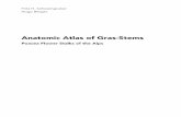 Anatomic Atlas of Gras-Stems - Forestry Booksforestrybooks.com/SchweingruberGrasLeseprobe.pdf · Anatomic Atlas of Gras-Stems Poacea Flower Stalks of the Alps Fritz H. Schweingruber