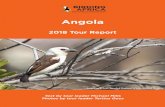 Angola Africa - Angola 2018... · BIRDING AFRICA THE AFRICA SPECIALISTS Text by tour leader Michael Mills Photos by tour leader Tertius Gous Angola 2018 Tour Report Angolan White-headed