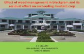 Effect of weed management in blackgram and its residual ... · Effect of weed management in blackgram and its residual effect on succeeding mustard crop R R UPASANI IRSA AGRICULTURAL