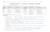  · Web viewEukaryotic Cells Study Guide. Latin and Greek Roots. Give an example of a word from this chapter that contains each prefix or suffix.