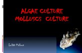 ALGAE CULTURE MOLLUSCS CULTURE - agrobiologiekzr.agrobiologie.cz/natural/english/data/AlgaeMolluscs.pdf · Nutritionally, microalgae are a good source of macro and micronutrients