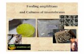 Feeding and Nutrition - Amphibian Ark and Nutrition.pdf · 2015-02-19 · 1 tea-spoon Spirulina 1 tea-spoon milk powder beer (instead of water) This gives me 6-10 culture bottles.
