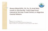 Heavy Metal (Pd, Heavy Metal (Pd, CCdd, Fe, Zn And , Fe ......Heavy Metal (Pd, Heavy Metal (Pd, CCdd, Fe, Zn And , Fe, Zn And MMnn)) Levels in Shrimp ByLevels in Shrimp By-- Catch