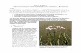 Status and Strategy for Flowering Rush (Butomus umbellatus L.) … · 2017-11-06 · 3& Flowering rush reproduces both asexually and sexually, but in the North American populations,