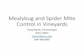 Mealybug and Spider Mite Control in Vineyards · 2019-08-21 · Pheromone monitoring • Dr. Jocelyn Millar has synthesized the sex pheromones for obscure, long-tailed, vine, and
