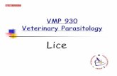 VMP 930 lice - parasitology.cvm.ncsu.edu · Simple metamorphosis (= Hemimetabolous) young look similar to adults Eggs (nits) are cemented to hair or feathers Hatch in approximately