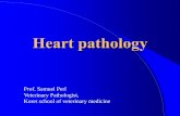 Heart pathology - ×‍×©×¨×“ ×”×—×§×œ×گ×•×ھ Units/Veterinary... Fibrinous pericarditis Sheep â€“ Streptococcal