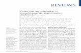 Collective cell migration in morphogenesis, …...The migration of single cells is the best-studied mecha - nism of cell movement in vitro and is known to contri-bute to many physiological