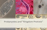 Prokaryotes and “Kingdom Protista” - Weebly...DIATOMS Phylum Bascillariophyta •Blooms –Occur in favorable conditions such as adequate nutrition and light –Normally spring