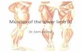 Muscles of the lower limb (I) - الجامعة الإسلامية بغزةsite.iugaza.edu.ps/.../02/Muscles-of-the-lower-limb-I.pdfMuscles of the lower limb (I) Dr. Sami Zaqout Superficial